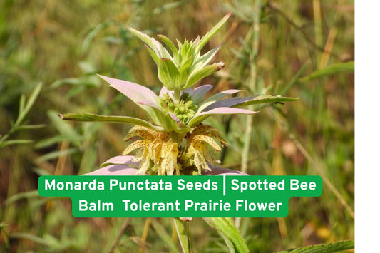 Monarda Punctata Seeds | Spotted Bee Balm Wildflower | Drought Tolerant Prairie Perennial | Native North American Pollinator Plant