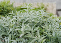 Sage Broadleaf Herb Seeds 30 Pack, Salvia officinalis, Aromatic Culinary Perennial, Heirloom Garden Seeds, Fast Shipping