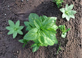 Genovese Basil Seeds – Heirloom Sweet Italian Culinary Herb – 500 Seeds – Organic, Non-GMO, Fresh Harvest Quality