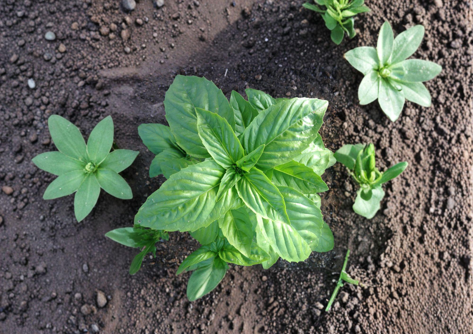 Genovese Basil Seeds – Heirloom Sweet Italian Culinary Herb – 500 Seeds – Organic, Non-GMO, Fresh Harvest Quality
