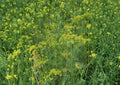 Dill Herb Seeds 500 Pack – Anethum graveolens Heirloom Aromatic Culinary & Pickling Garden Plant
