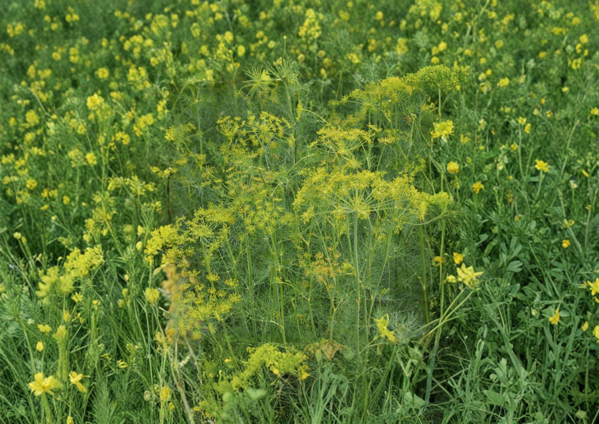 Dill Herb Seeds 500 Pack – Anethum graveolens Heirloom Aromatic Culinary & Pickling Garden Plant