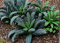 Lacinato Kale Seeds 500 Count Heirloom Dinosaur Kale Cold Hardy Garden Vegetable Non-GMO