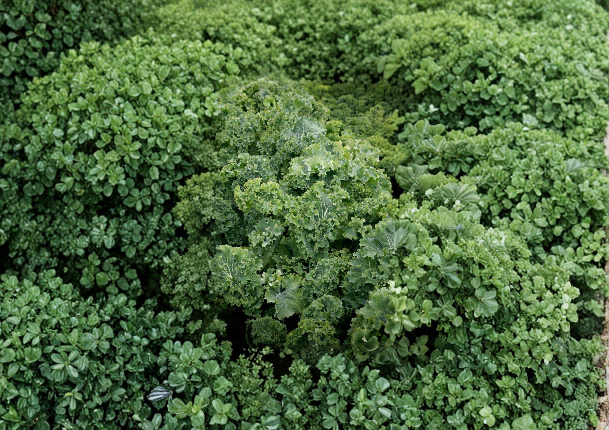 Dwarf Siberian Improved Kale Seeds Heirloom Cold Hardy Curled Leaf Vegetable 500 Seeds