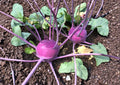 Purple Vienna Kohlrabi Seeds – Heirloom Non-GMO Vegetable Seeds, 100 Pack, Edible Root, Garden Planting, Organic Gardening
