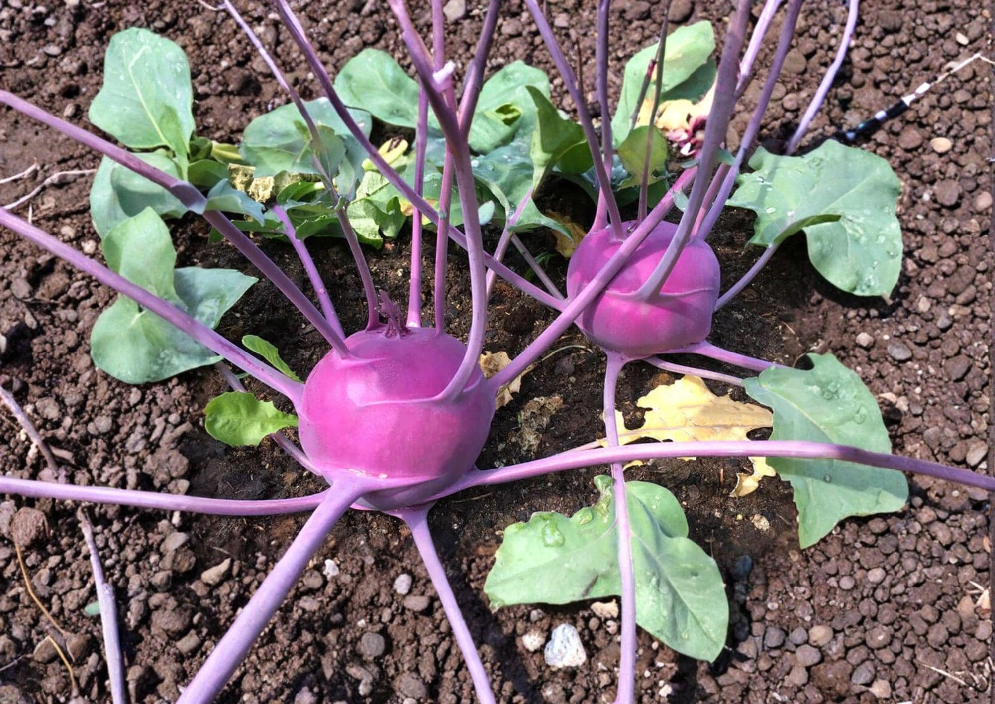 Purple Vienna Kohlrabi Seeds – Heirloom Non-GMO Vegetable Seeds, 100 Pack, Edible Root, Garden Planting, Organic Gardening