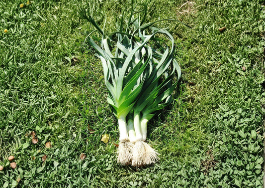 American Flag Leek Seeds, Heirloom, Cold Hardy, Thick Stems, 100 Seeds, Allium porrum