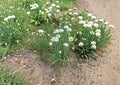 Flowering Chinese Leek Seeds 100 Pack, Garlic Chive Blossoms, Asian Vegetable Herb Garden Plant, Allium tuberosum