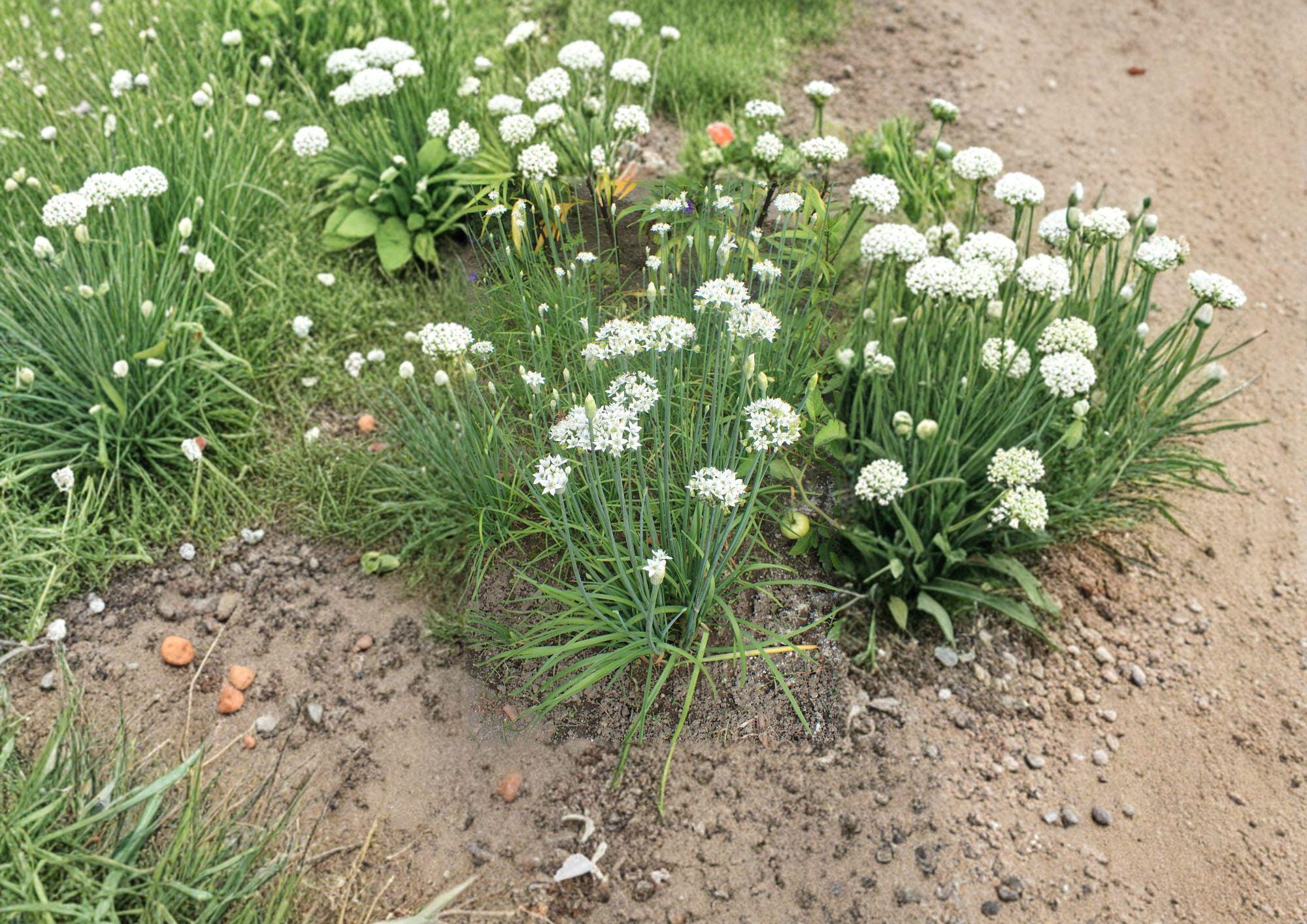 Flowering Chinese Leek Seeds 100 Pack, Garlic Chive Blossoms, Asian Vegetable Herb Garden Plant, Allium tuberosum