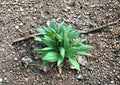 Wild Leek Ramp Seeds, Native Woodland Spring Vegetable, 10 Seeds, Allium tricoccum, Edible Wild Plant