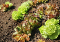 Rouge De Hiver Red Romaine Lettuce Seeds, French Heirloom, Winter Hardy Vegetable, 1000 Seeds