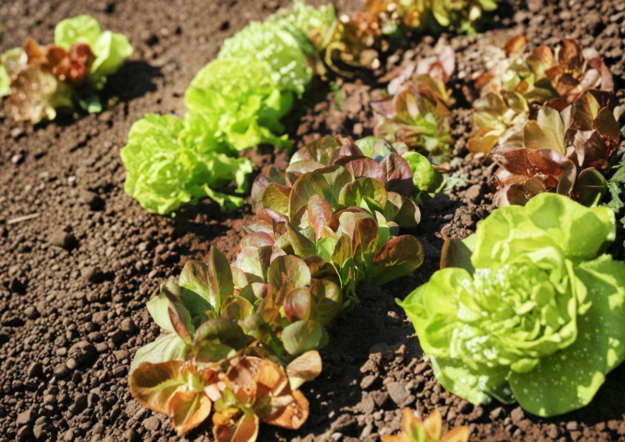 Rouge De Hiver Red Romaine Lettuce Seeds, French Heirloom, Winter Hardy Vegetable, 1000 Seeds