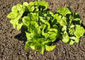 Buttercrunch Lettuce Seeds – Heirloom Bibb Type Tender Crisp Garden Vegetable, 1000 Seeds