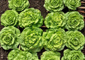 Heirloom Tom Thumb Butterhead Lettuce Seeds – Compact Garden Vegetable, Non-GMO, 1000 Seeds