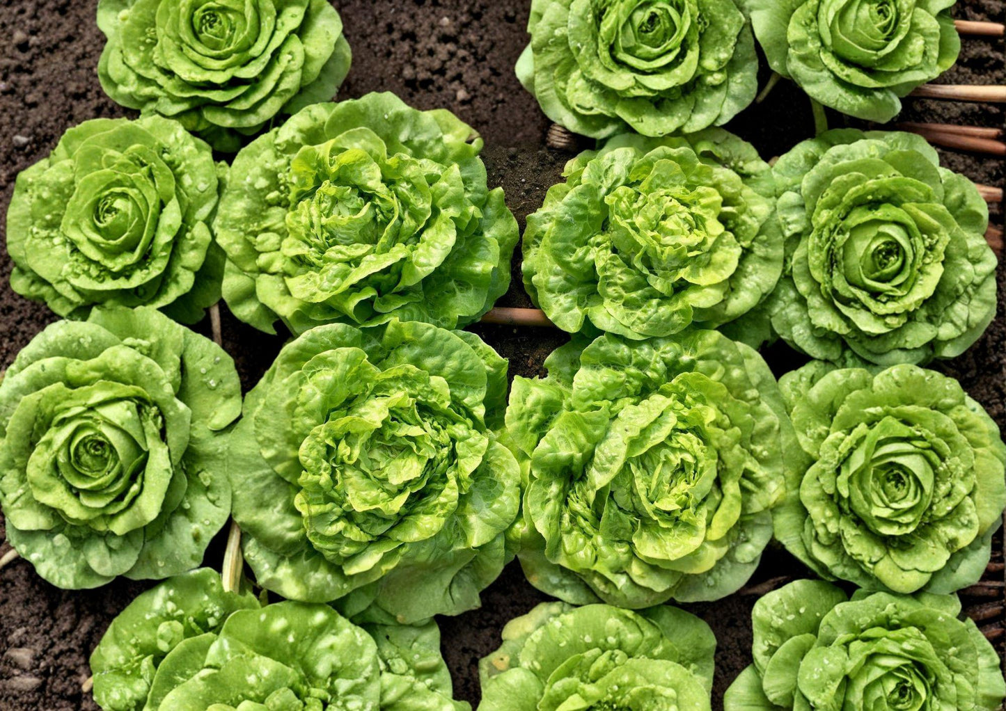 Heirloom Tom Thumb Butterhead Lettuce Seeds – Compact Garden Vegetable, Non-GMO, 1000 Seeds