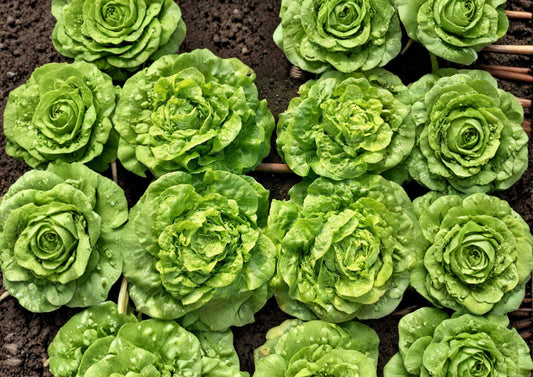 Heirloom Tom Thumb Butterhead Lettuce Seeds – Compact Garden Vegetable, Non-GMO, 1000 Seeds