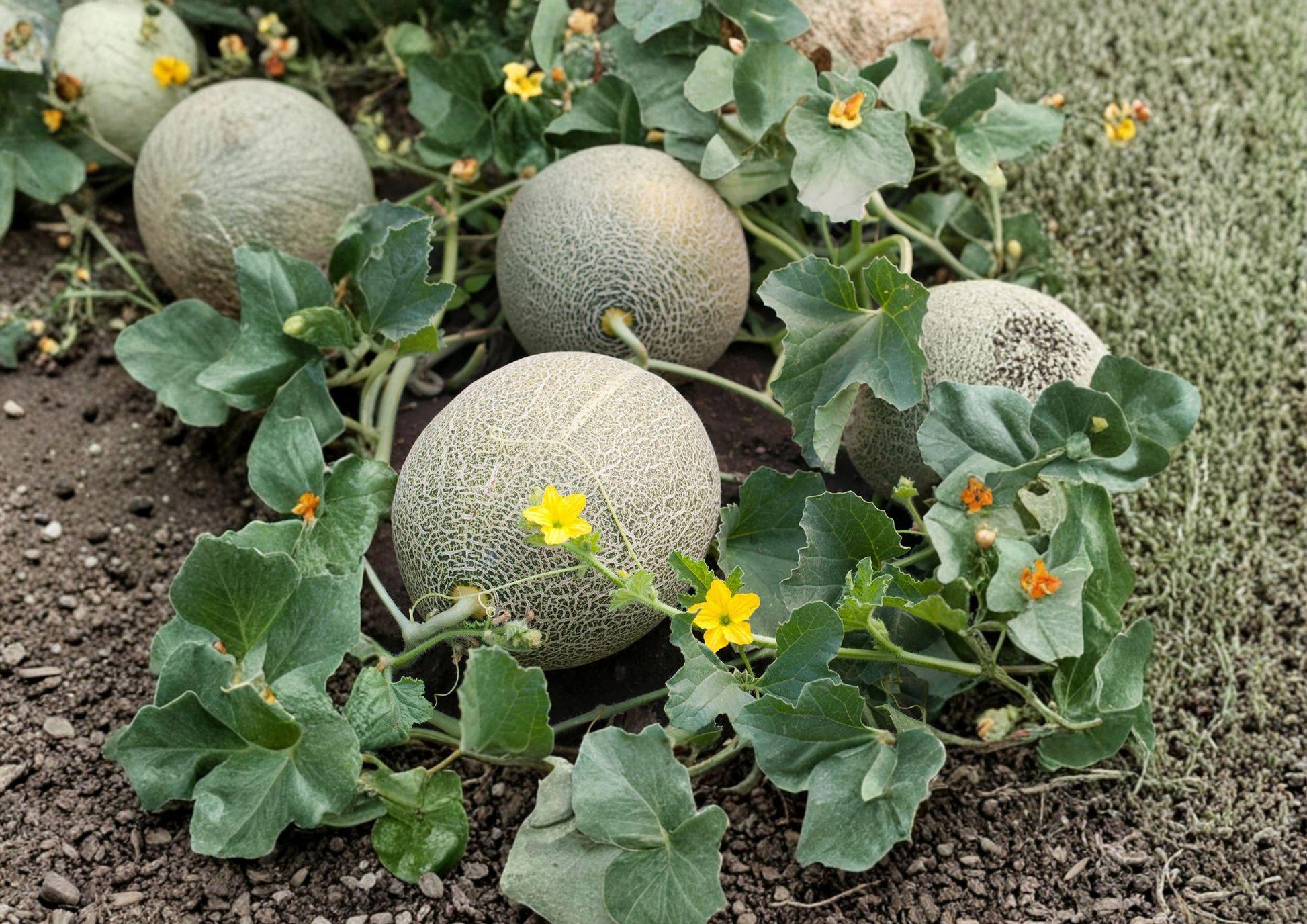 Hales Jumbo Cantaloupe Seeds – Heirloom Sweet Juicy Melons for Home Garden, Summer Harvest - BloomHavenNursery