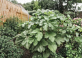 Clemson Spineless Okra Seeds – 100 Heirloom Vegetable Seeds, High Yield Pods, Warm Season Crop, Fast Shipping