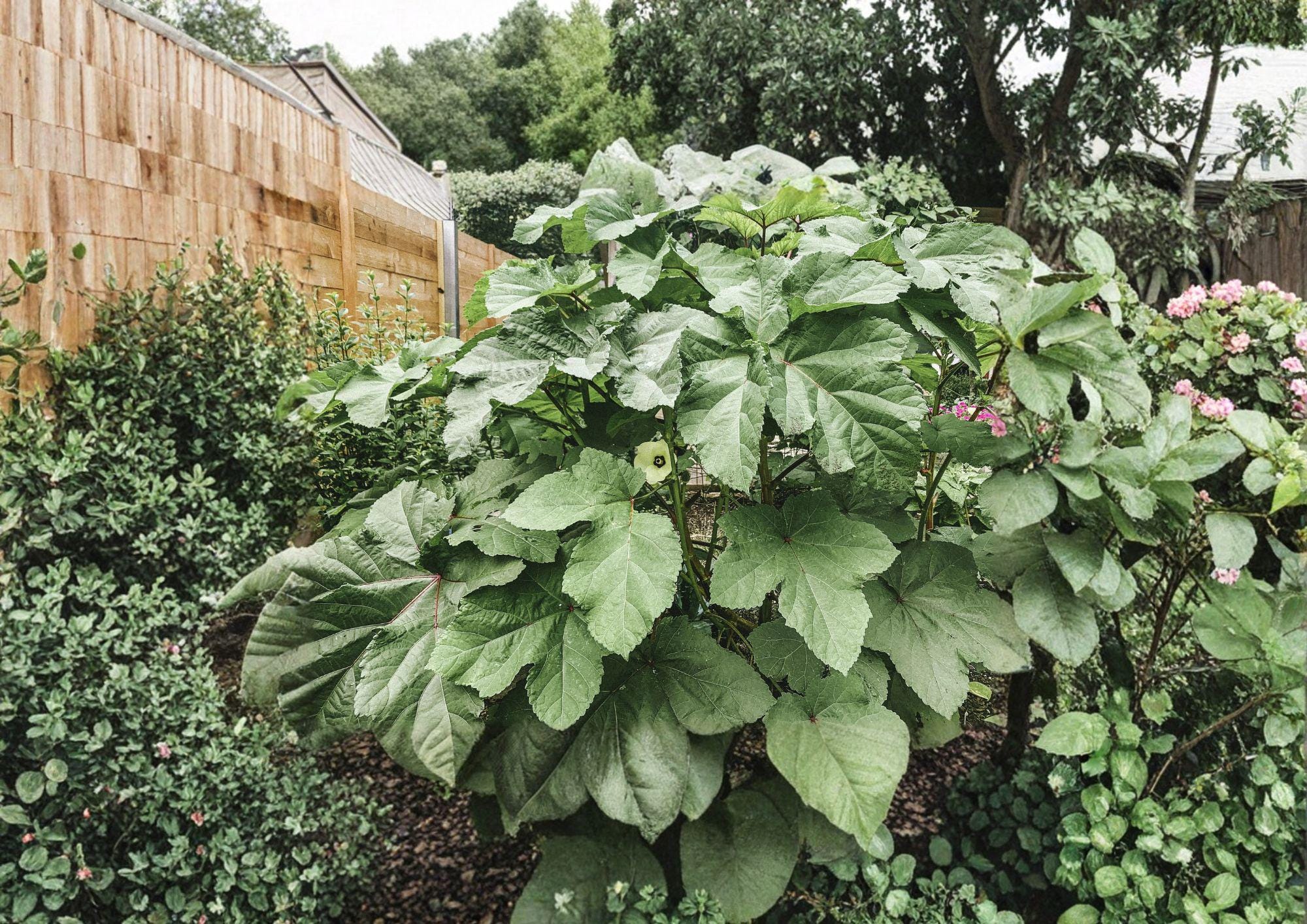 Clemson Spineless Okra Seeds – 100 Heirloom Vegetable Seeds, High Yield Pods, Warm Season Crop, Fast Shipping