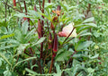 Red Burgundy Okra Seeds – Heirloom Vegetable, High Yield Warm Season Garden Plant, Non-GMO, Edible Pods, Organic Gardening