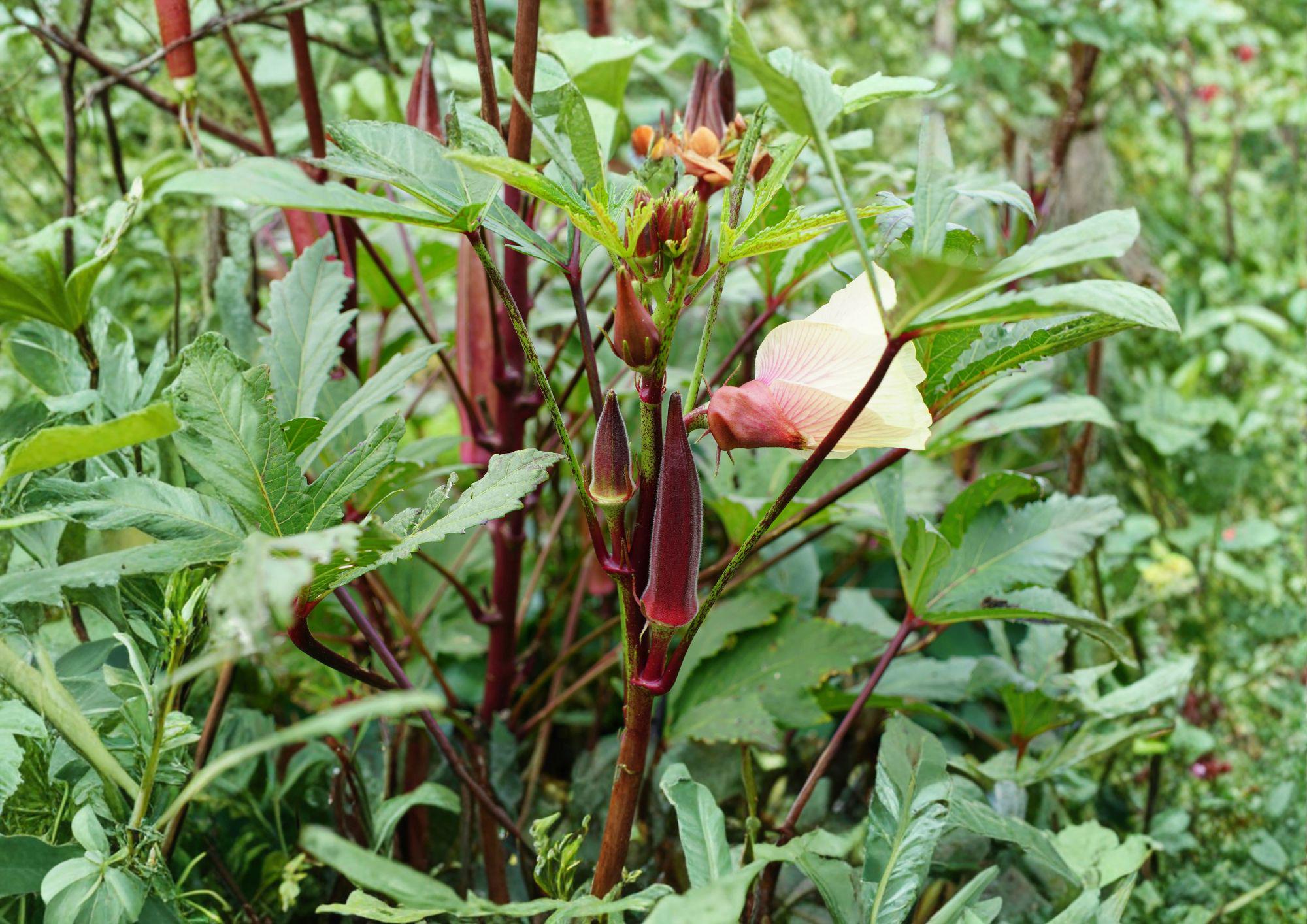 Red Burgundy Okra Seeds – Heirloom Vegetable, High Yield Warm Season Garden Plant, Non-GMO, Edible Pods, Organic Gardening