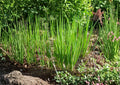 Tokyo Long Bunching Onion Seeds – Heirloom Vegetable, Fast Growing Scallions, 250 Seeds, Allium fistulosum