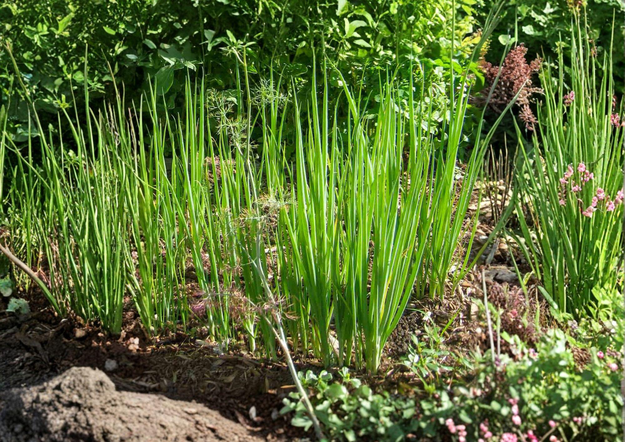 Tokyo Long Bunching Onion Seeds – Heirloom Vegetable, Fast Growing Scallions, 250 Seeds, Allium fistulosum