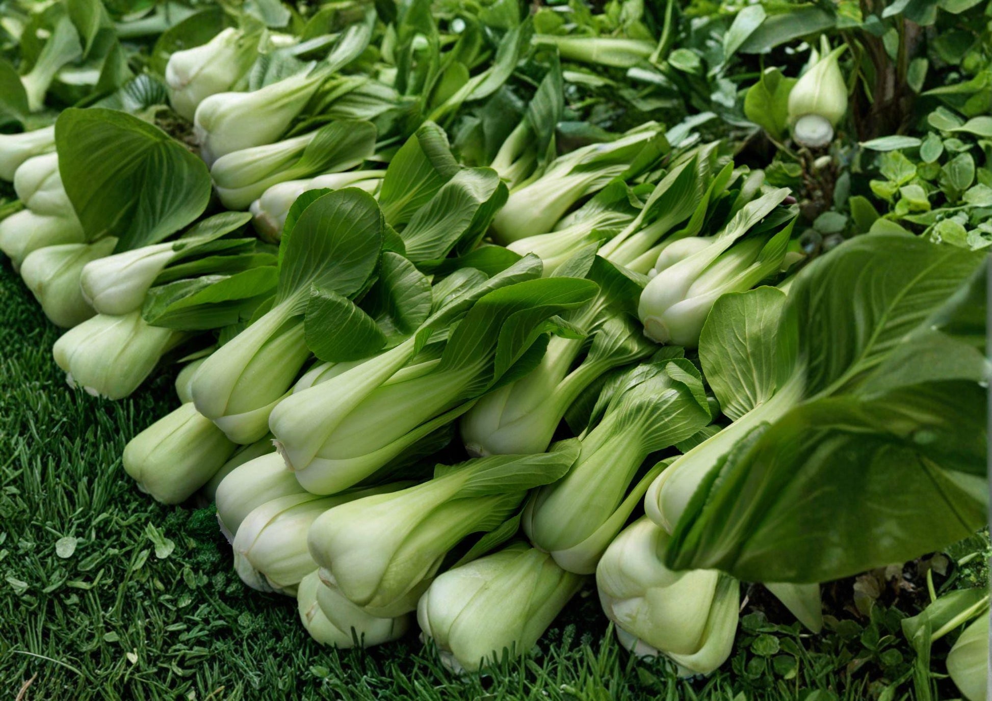 Heirloom Pak Choi White Stem Seeds – Fast Growing Asian Vegetable Garden Crop – Brassica rapa subsp. chinensis