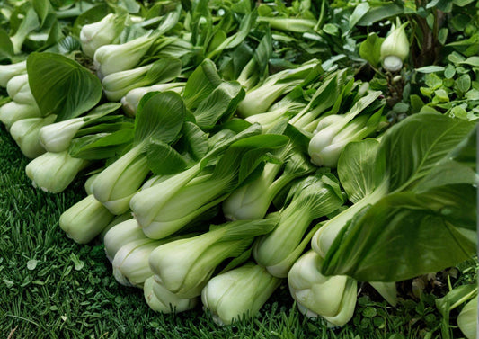Heirloom Pak Choi White Stem Seeds – Fast Growing Asian Vegetable Garden Crop – Brassica rapa subsp. chinensis