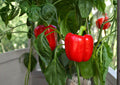 California Wonder Bell Pepper Seeds – Heirloom Non-GMO Vegetable for Home Gardens, 300 Seeds