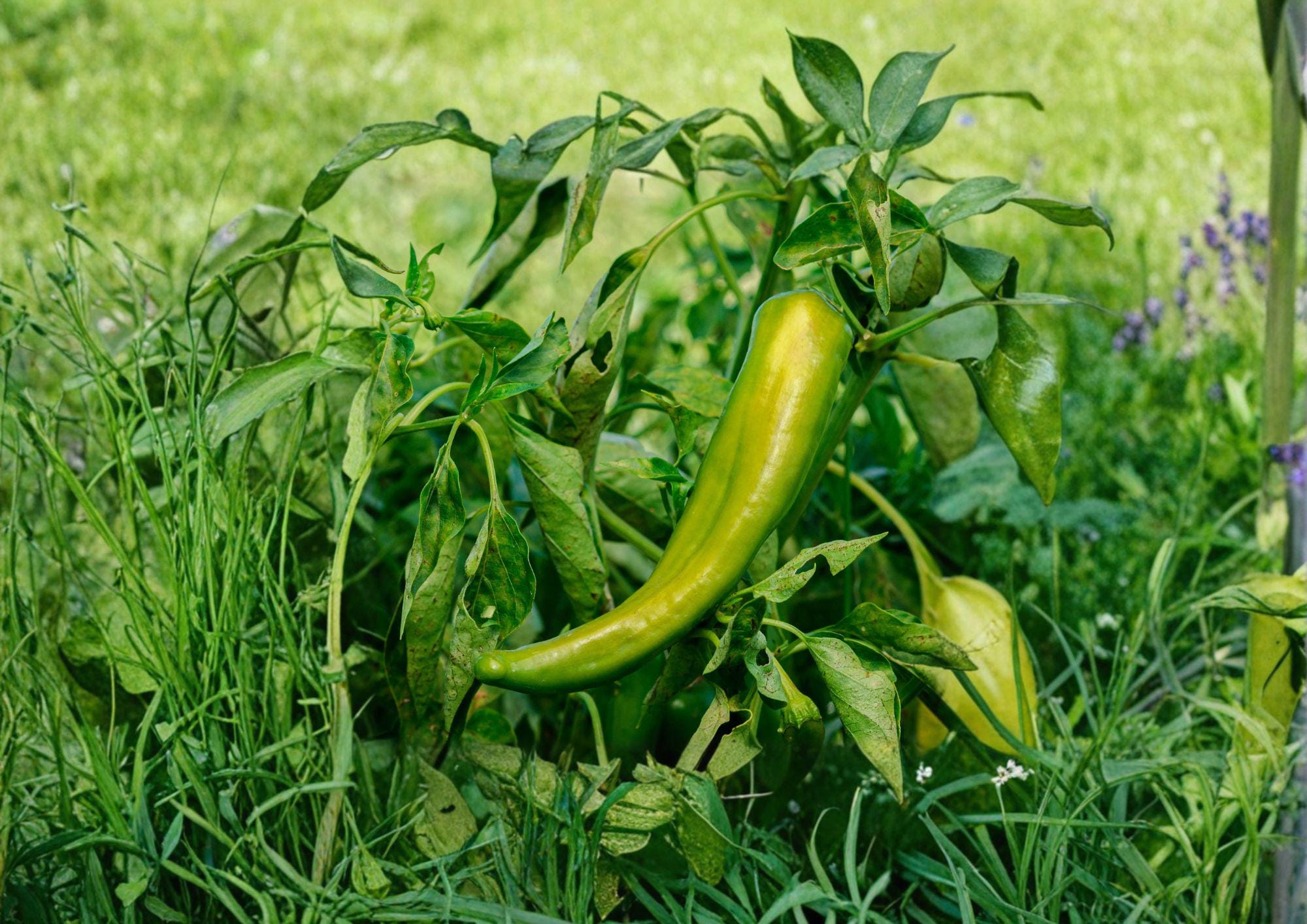 Anaheim Hot Pepper Seeds – 25 Heirloom Chili Vegetable Seeds, Mild Heat, Easy to Grow, Garden Growing, Capsicum annuum