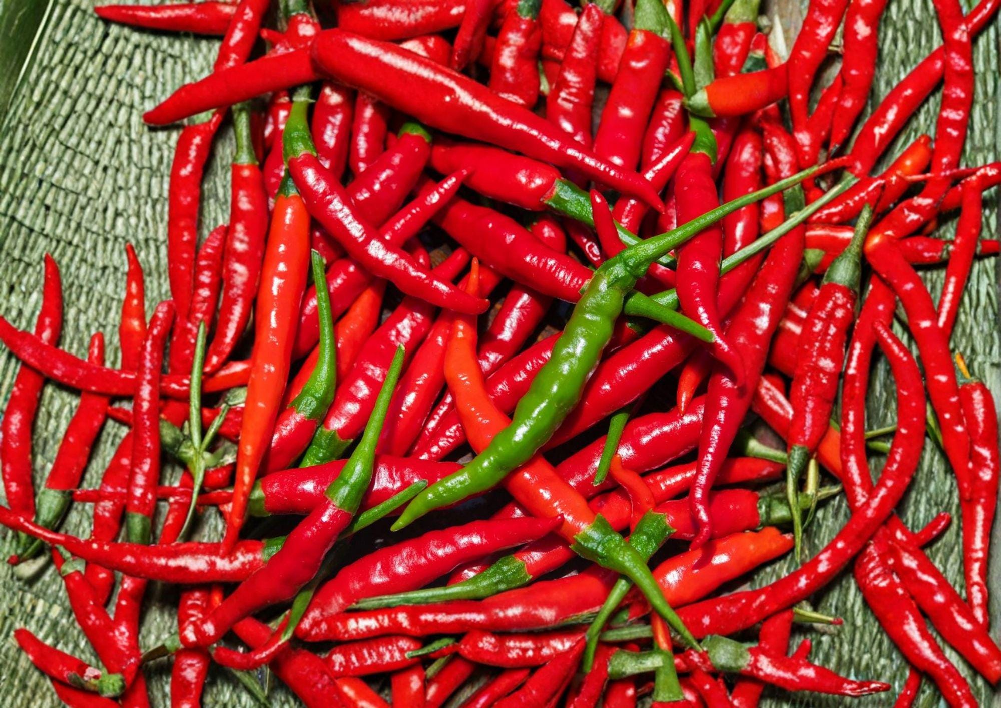 Red Long Cayenne Pepper Seeds – Heirloom Chili Vegetable for Spicy Slim Peppers, 25 Seeds, Organic, Non-GMO, Gourmet Cooking