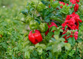 Heirloom Scotch Bonnet Red Pepper Seeds – 25 Non-GMO Chili Seeds for Caribbean Cuisine, Hot Pepper, Vegetable Seeds