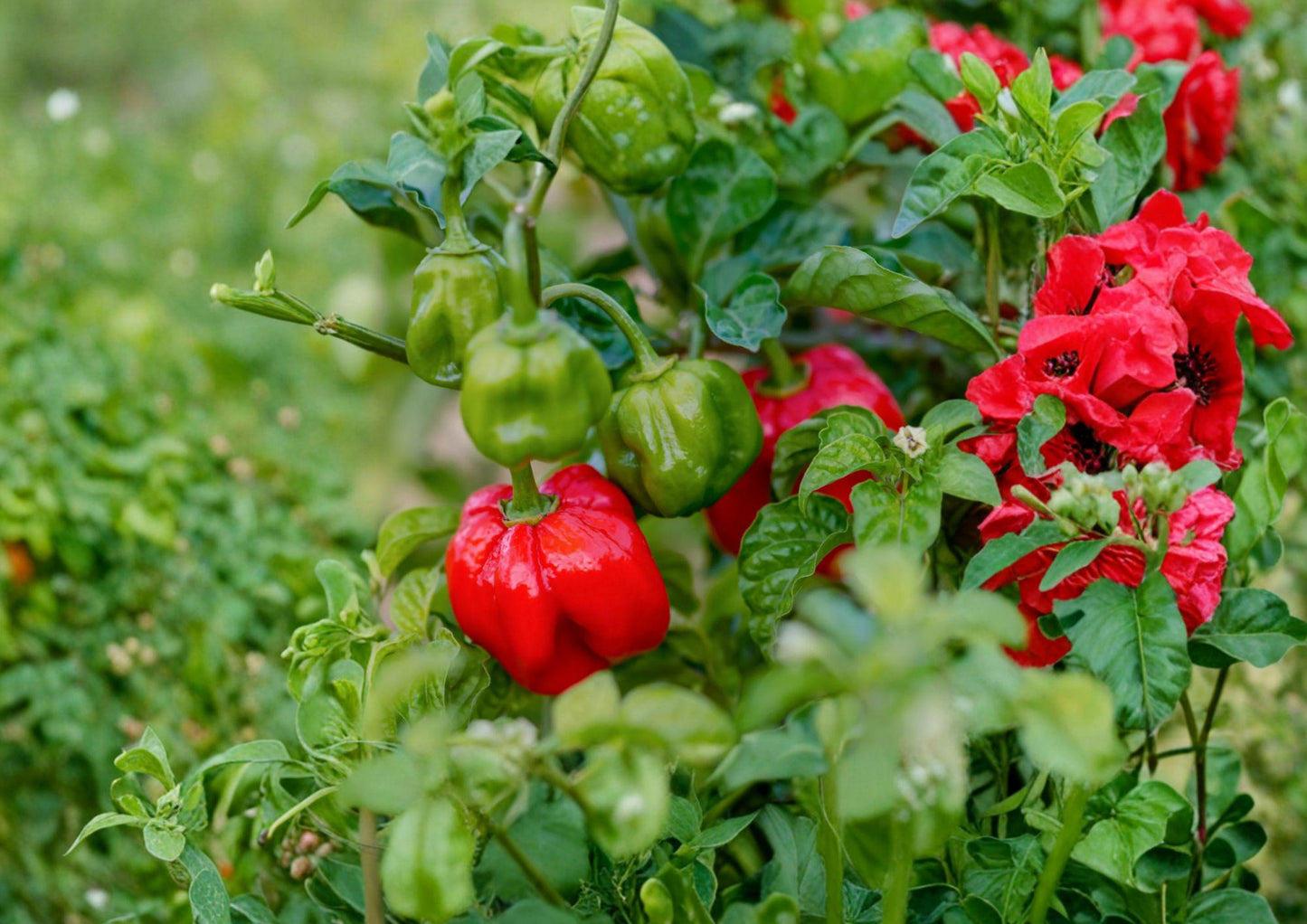 Heirloom Scotch Bonnet Red Pepper Seeds – 25 Non-GMO Chili Seeds for Caribbean Cuisine, Hot Pepper, Vegetable Seeds