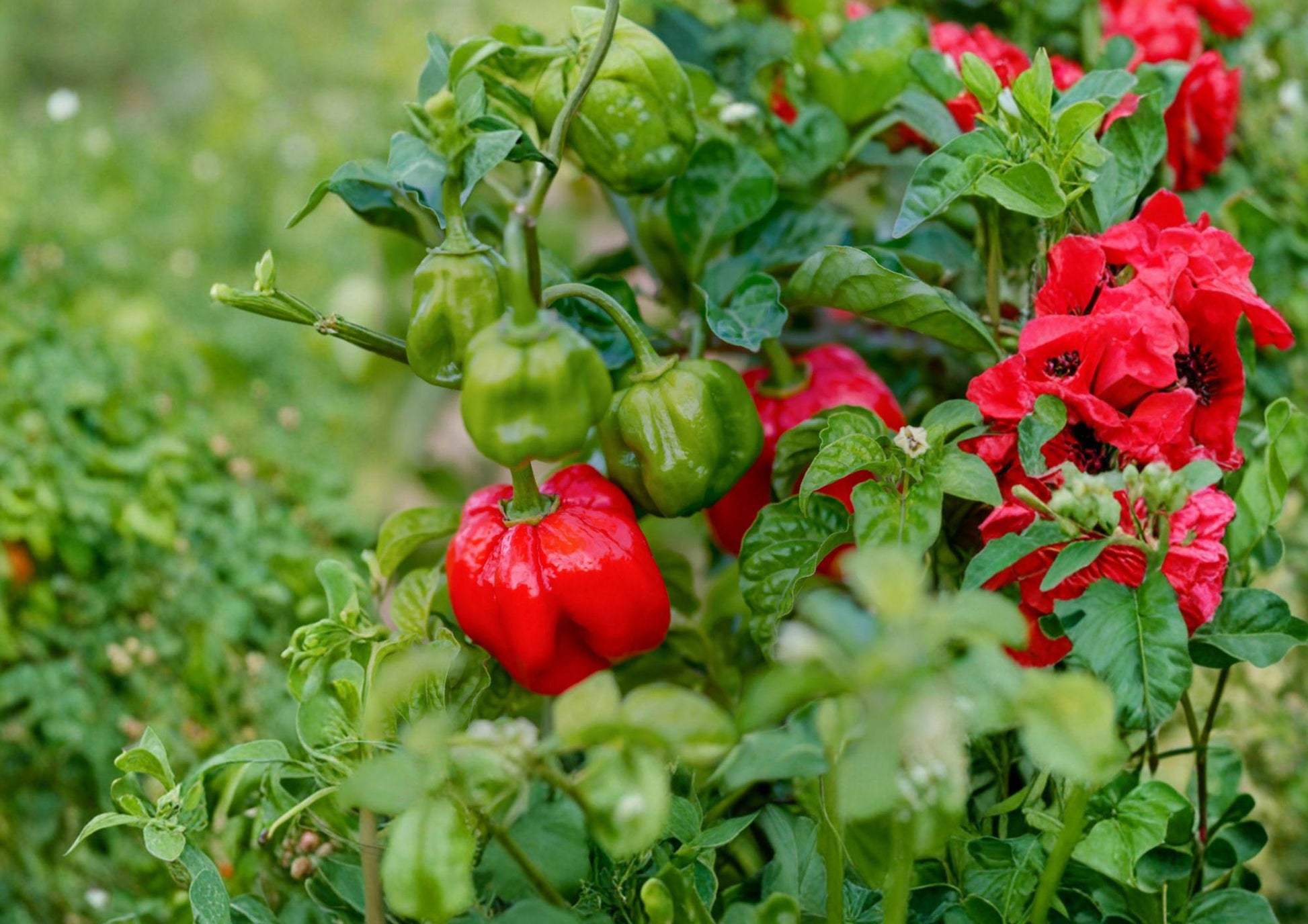 Heirloom Scotch Bonnet Red Pepper Seeds – 25 Non-GMO Chili Seeds for Caribbean Cuisine, Hot Pepper, Vegetable Seeds