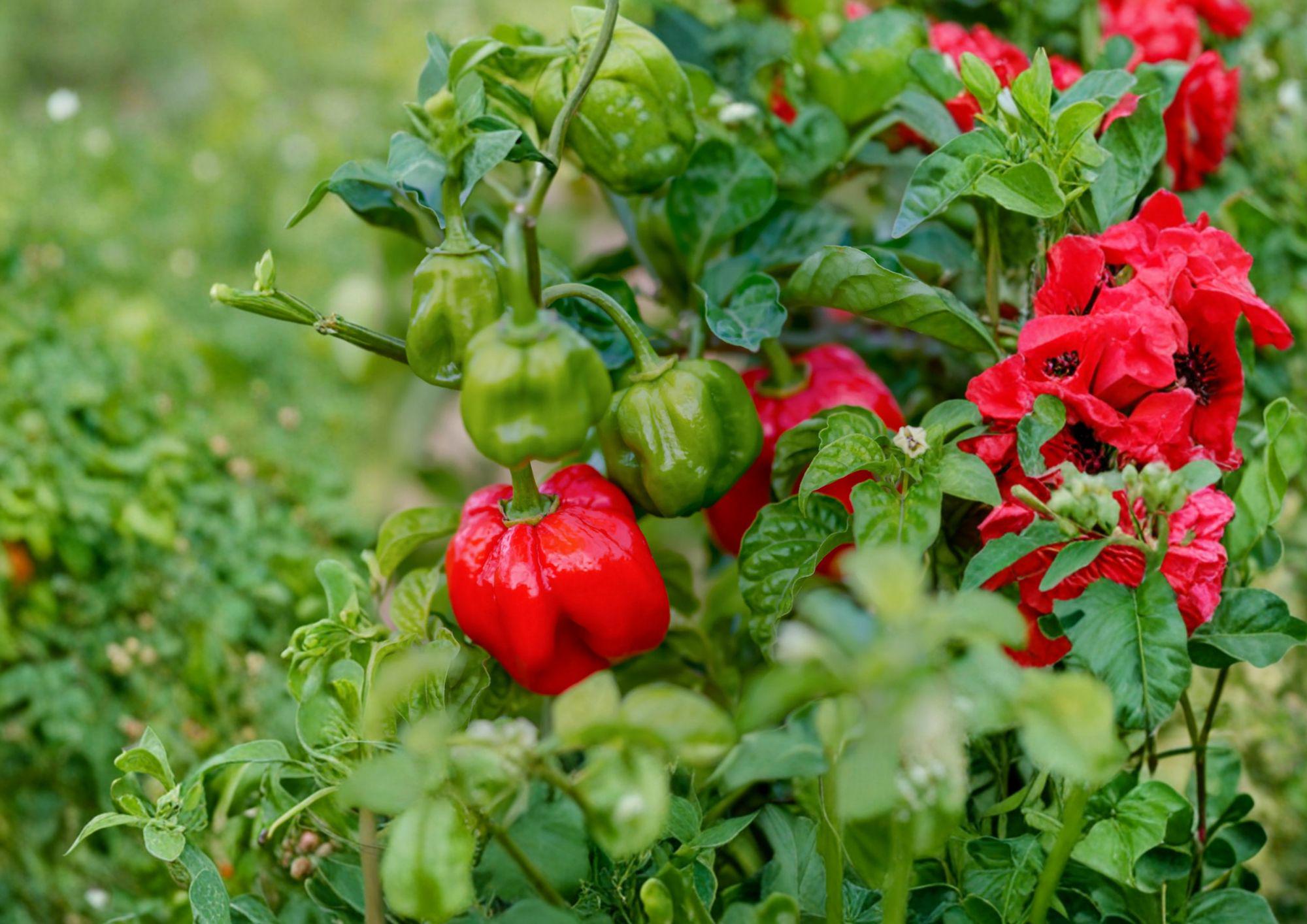 Heirloom Scotch Bonnet Red Pepper Seeds – 25 Non-GMO Chili Seeds for Caribbean Cuisine, Hot Pepper, Vegetable Seeds