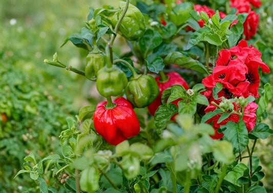 Heirloom Scotch Bonnet Red Pepper Seeds – 25 Non-GMO Chili Seeds for Caribbean Cuisine, Hot Pepper, Vegetable Seeds