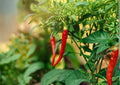 Thai Capsicum Frutescens Hot Pepper Seeds – 25 Heirloom Chili Vegetable Seeds for Warm Season, Easy to Grow