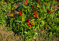 Thai Garden Bird Hot Pepper Seeds – 25 Heirloom Chili Vegetable Seeds – Extra Spicy, Fast Growing, Ornamental and Edible Plant