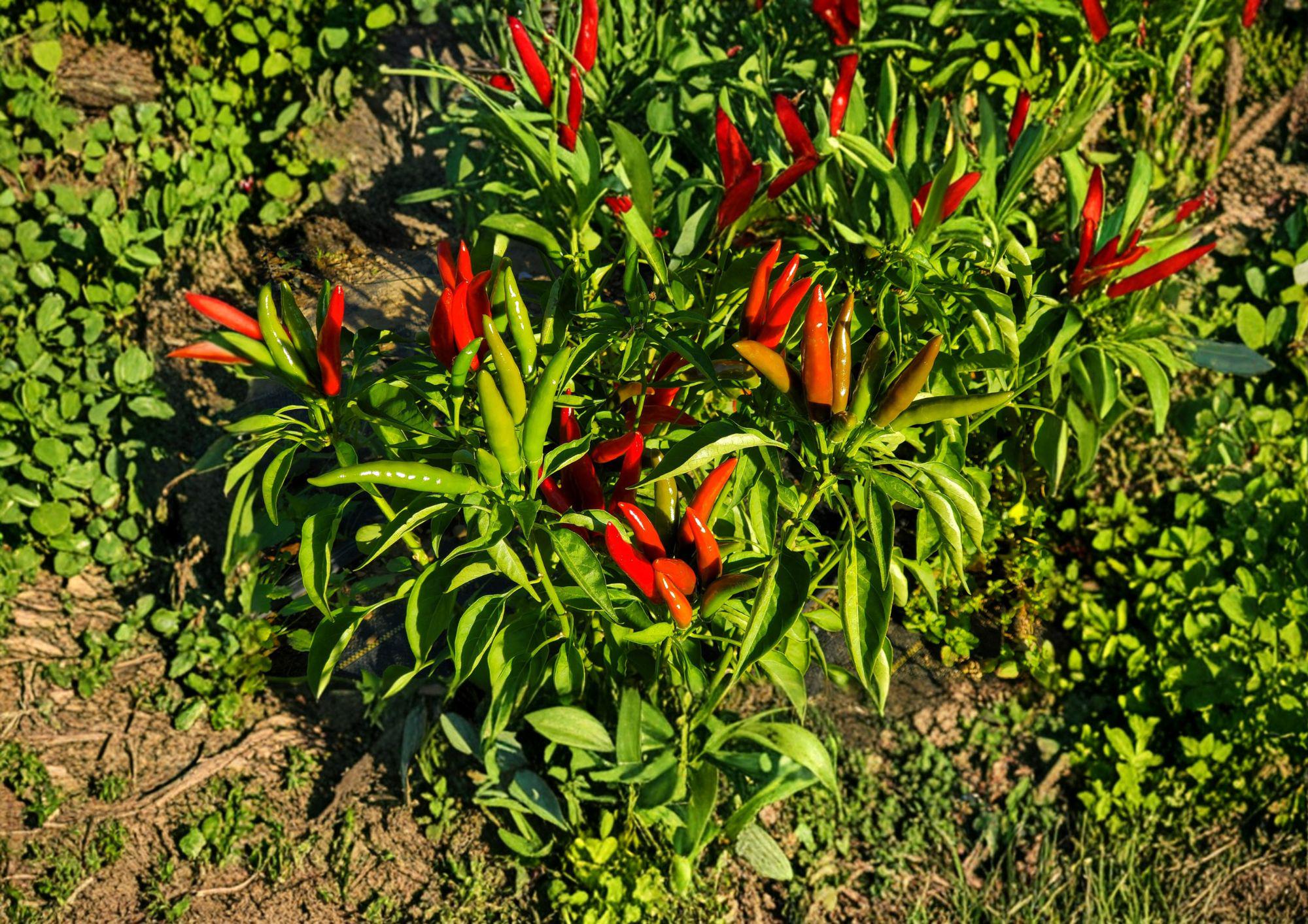 Thai Garden Bird Hot Pepper Seeds – 25 Heirloom Chili Vegetable Seeds – Extra Spicy, Fast Growing, Ornamental and Edible Plant