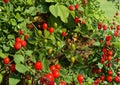 Chiltepin Hot Pepper Seeds – Heirloom Chili Vegetable for Fiery Peppers, Warm Season Garden Growing
