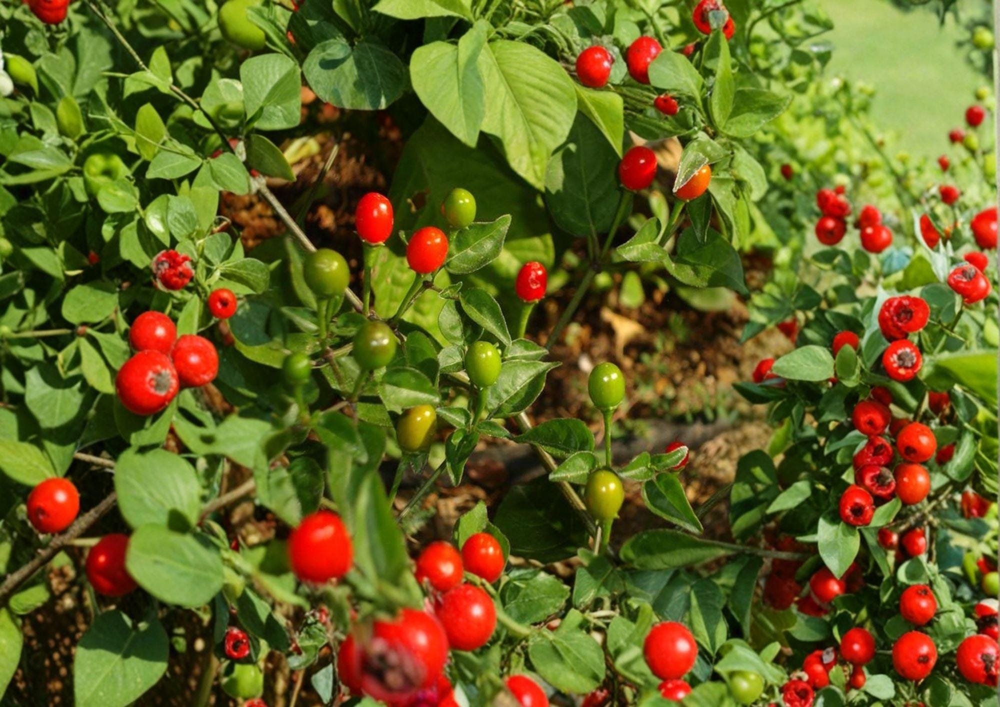 Chiltepin Hot Pepper Seeds – Heirloom Chili Vegetable for Fiery Peppers, Warm Season Garden Growing