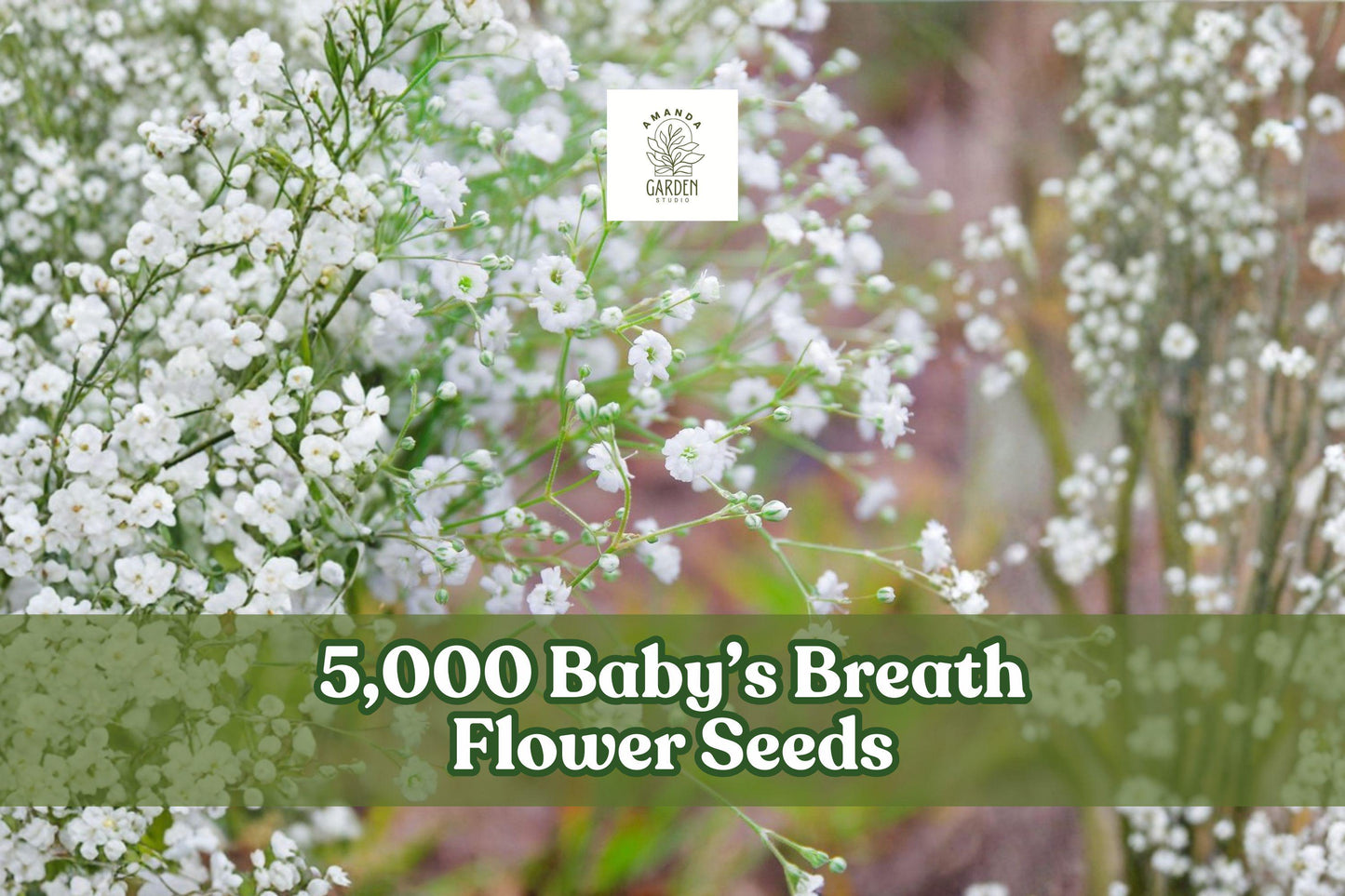 Baby’s Breath Seeds – 5,000 Gypsophila elegans Annual Flower Seeds for Garden Beds, Borders & Cutting Gardens