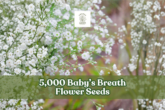 Baby’s Breath Seeds – 5,000 Gypsophila elegans Annual Flower Seeds for Garden Beds, Borders & Cutting Gardens