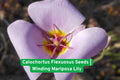Calochortus flexuosus Seeds | Winding Mariposa Lily | Native Wildflower for Rock & Meadow Gardens