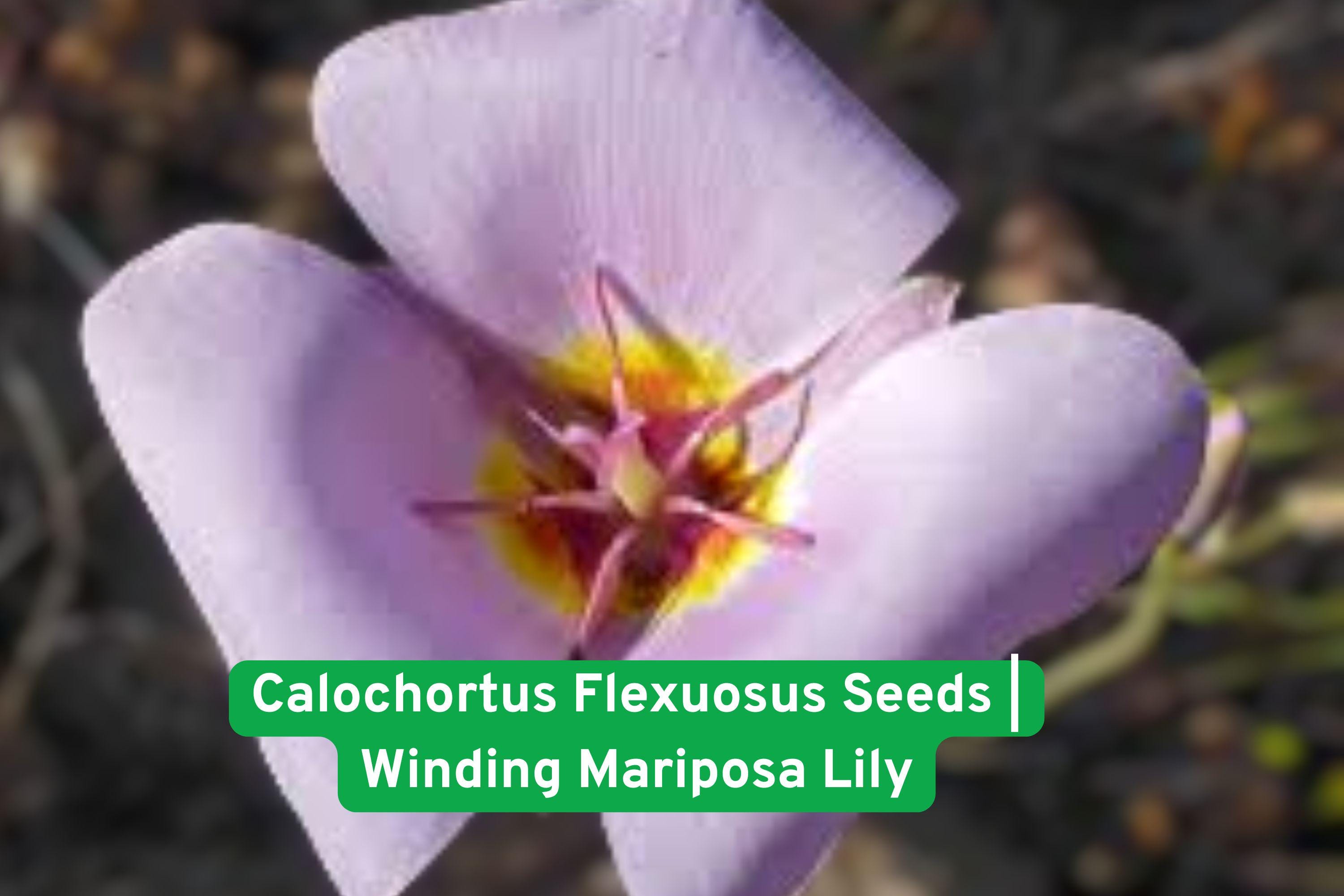 Calochortus flexuosus Seeds | Winding Mariposa Lily | Native Wildflower for Rock & Meadow Gardens