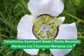 Rocky Mountain Mariposa Lily Seeds | Native Perennial Calochortus gunnisonii for Wildflower Gardens