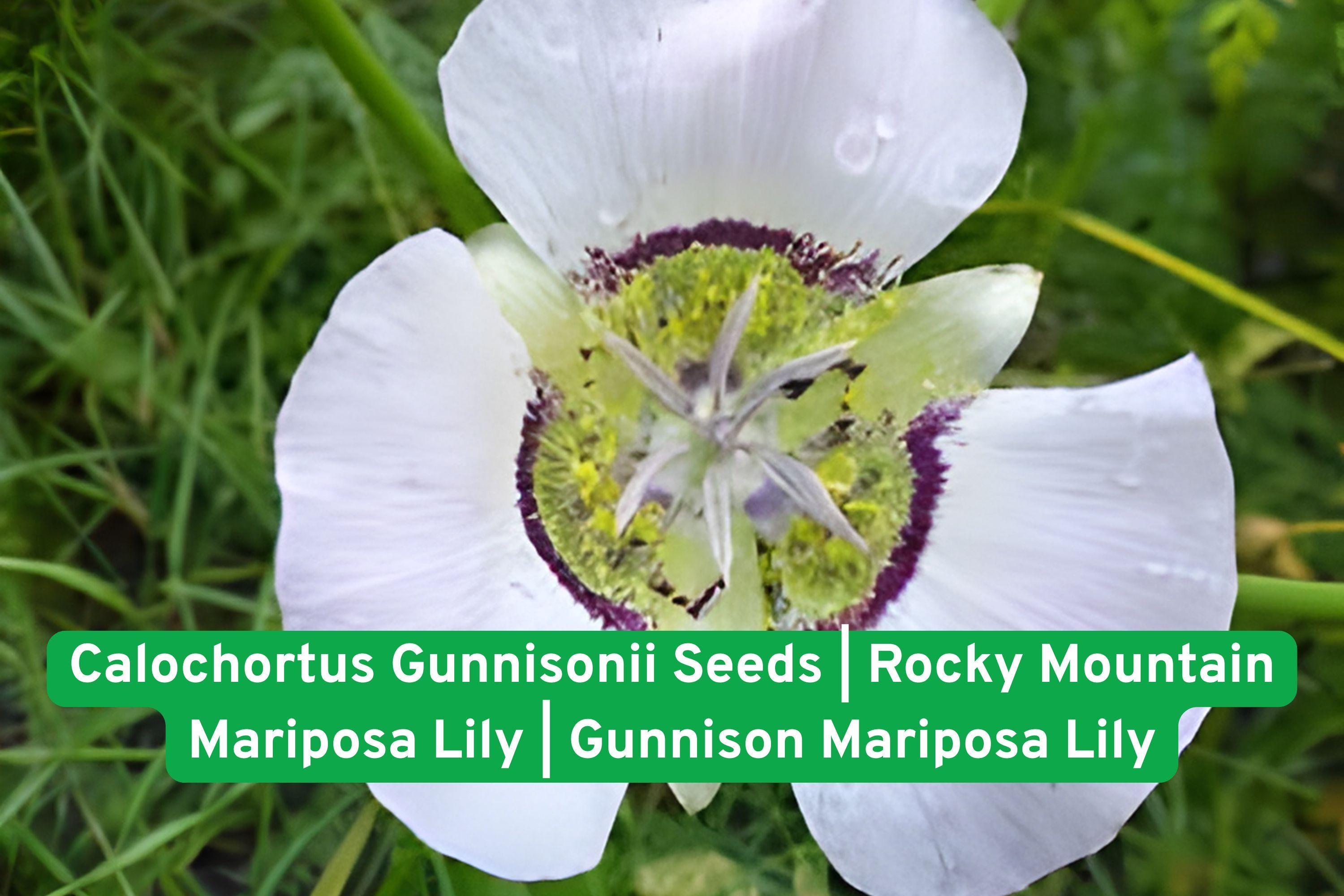 Rocky Mountain Mariposa Lily Seeds | Native Perennial Calochortus gunnisonii for Wildflower Gardens