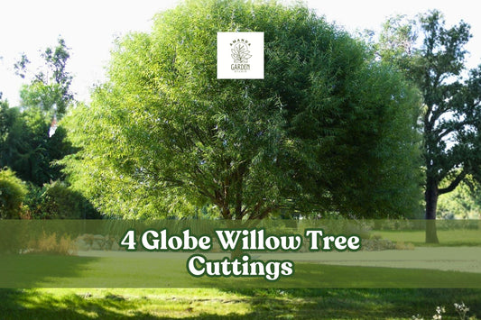 4 Globe Willow Tree Cuttings for Planting | Salix matsudana ‘Globe’ | Fast-Growing Shade & Privacy Tree