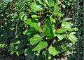 Red Stem Malabar Spinach Seeds – Heirloom Climbing Vegetable, Summer Garden Vine, Fast Shipping